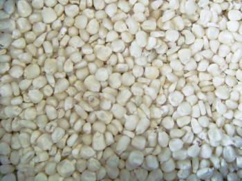 Maize Seeds