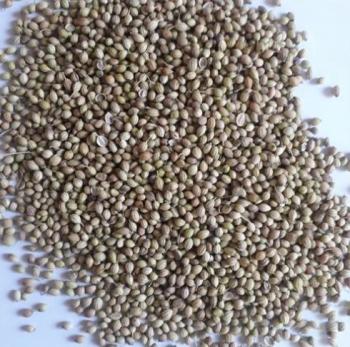 Coriander Seeds