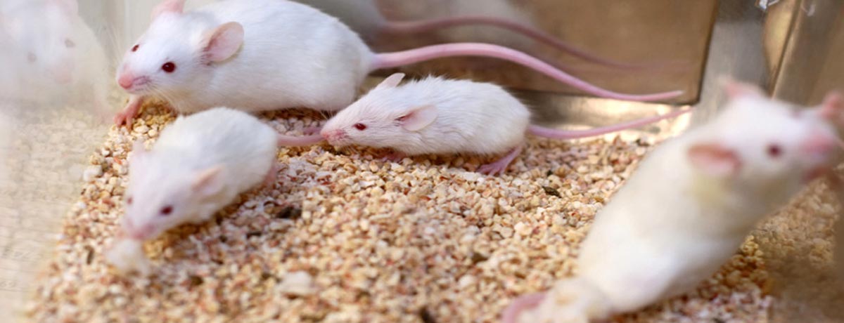 corn cob bedding for rats