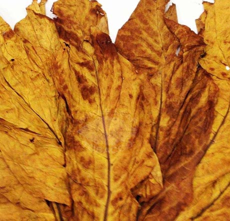 Calcutti Tobacco Leaves