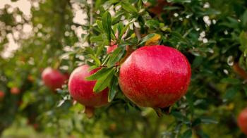 Unlocking the Nutritional Power of Pomegranate