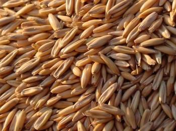 Indian Grain