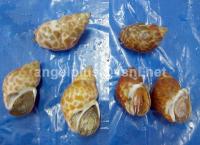 Frozen Crustaceans