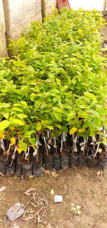 Grafted Fruit Plants
