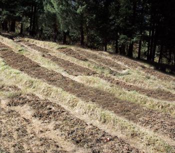 Land Preparation and Fertilizer Application