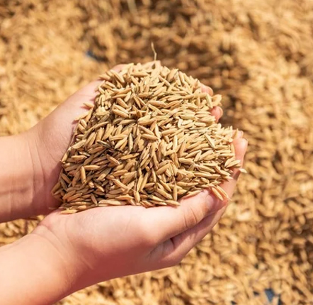 Natural Paddy Seeds