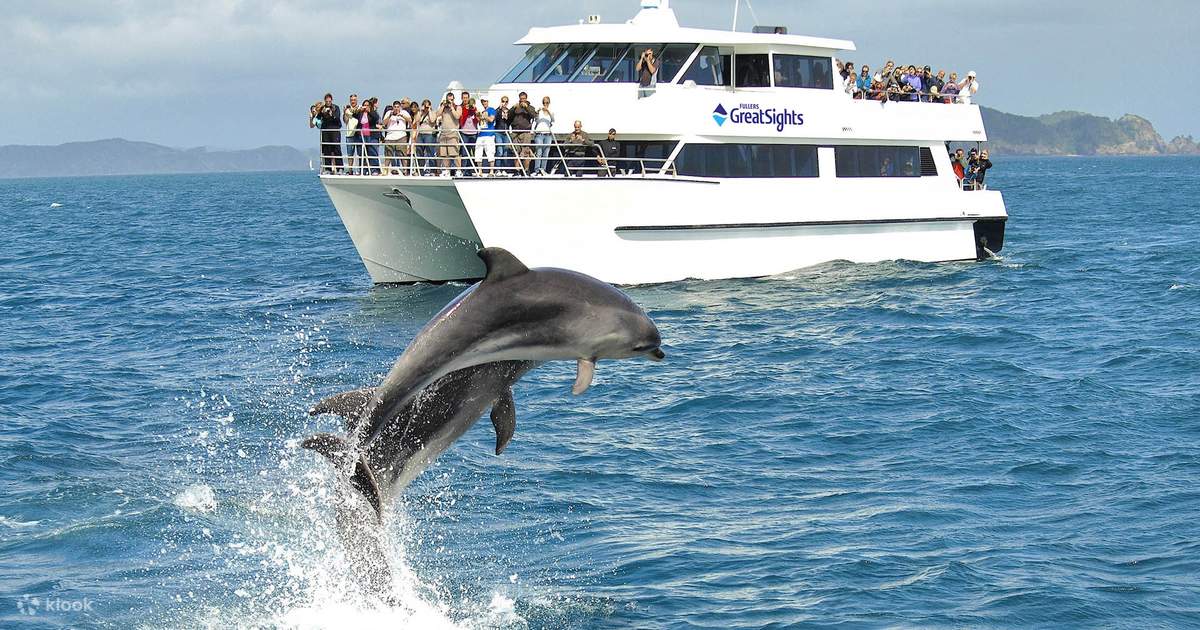 Dolphin Watching Tour Packages