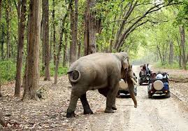 Wildlife Tour Packages