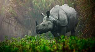 Wildlife Tour Packages