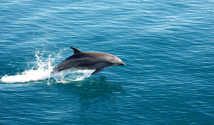 Dolphin Watching Tour Packages