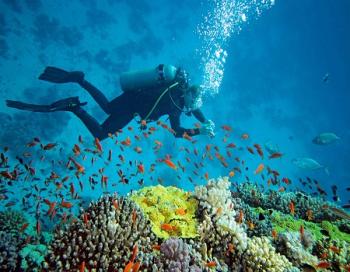 Scuba Diving In North Bay Island