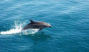 Dolphin Watching Tour Packages