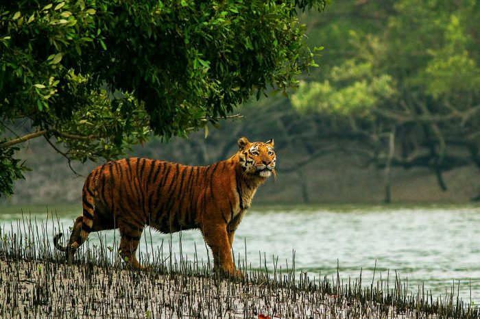 Wildlife Tour Packages