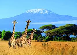 Arusha Trips