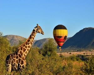 Kenya Safaris