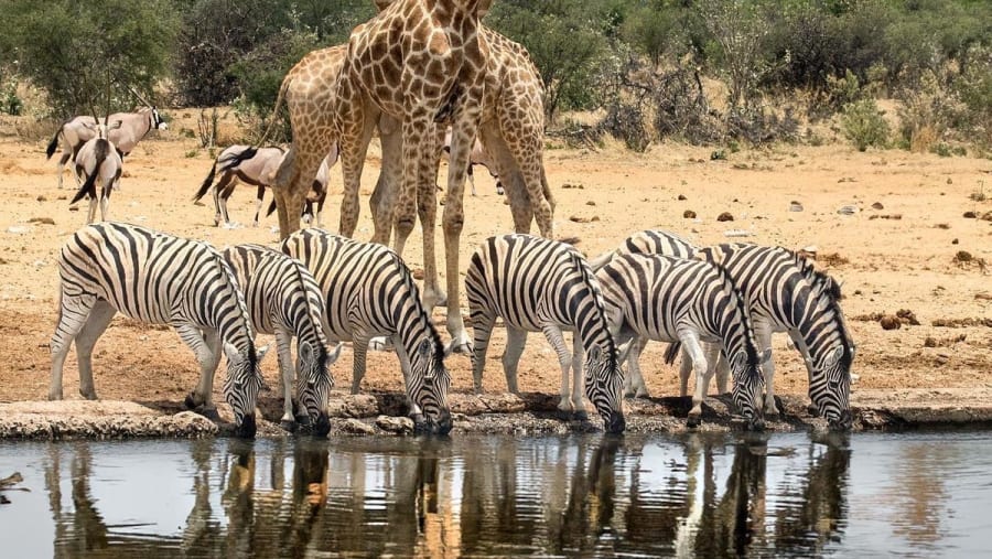 Game Drives Tour Packages