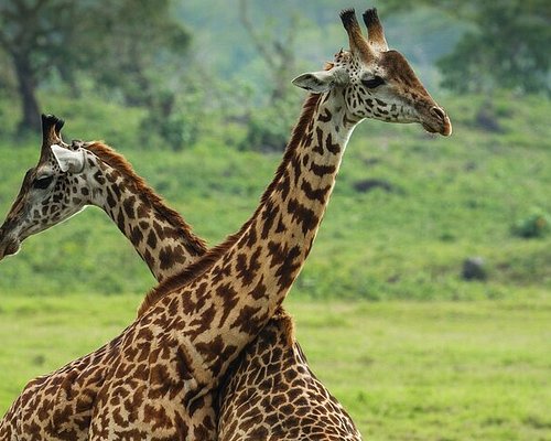 Wildlife Tour Packages
