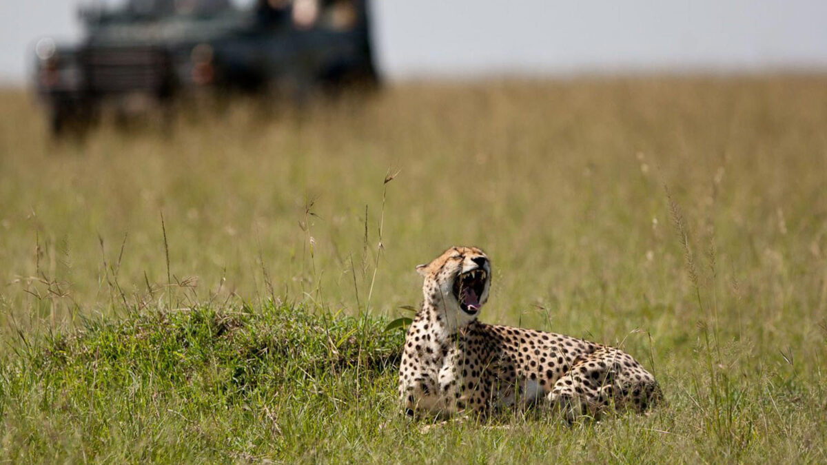 Game Drives Tour Packages