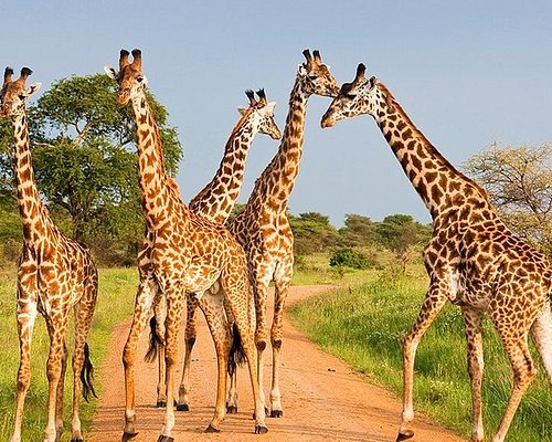 Nakuru Tour Packages