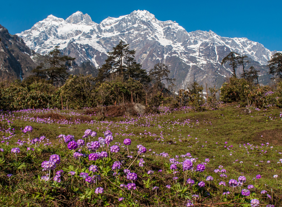 Pelling Tour Packages