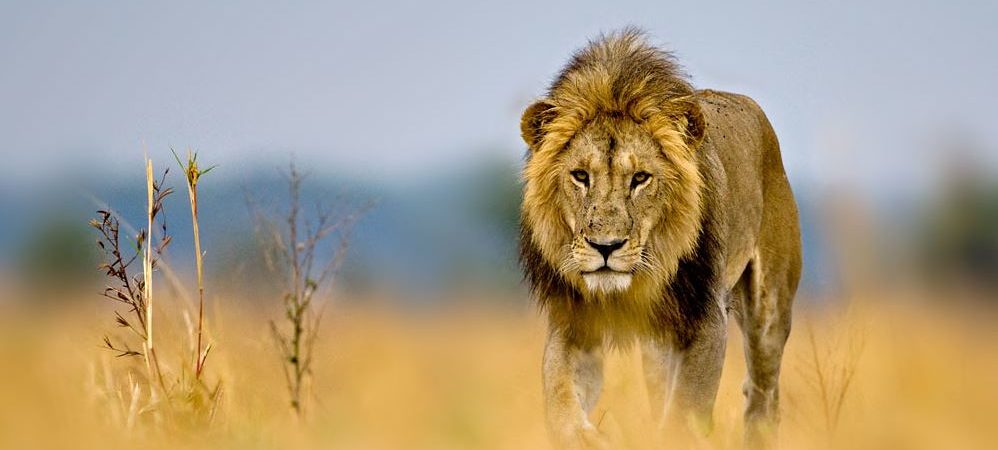 Safari Tours