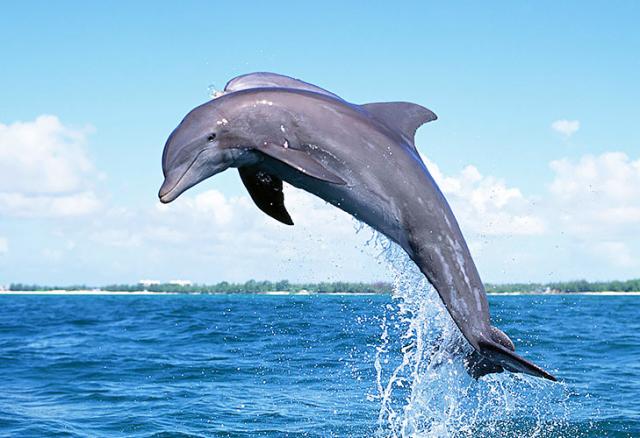 Dolphin Trip in Goa