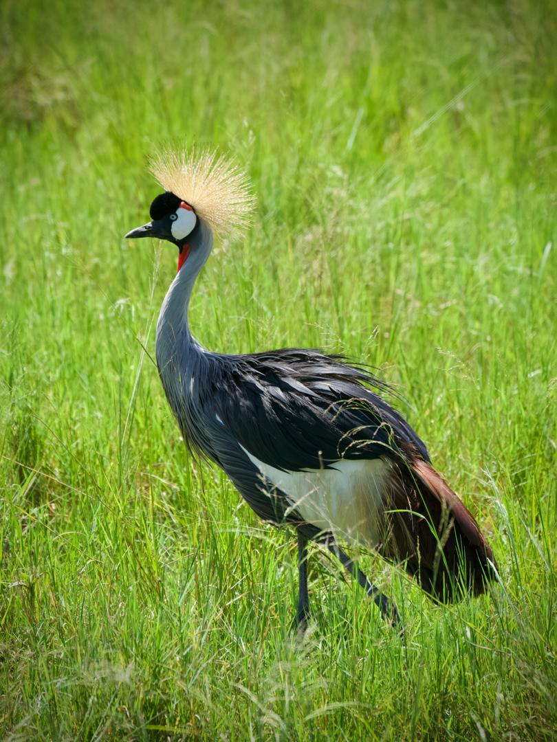 Bird Watching Tour Packages