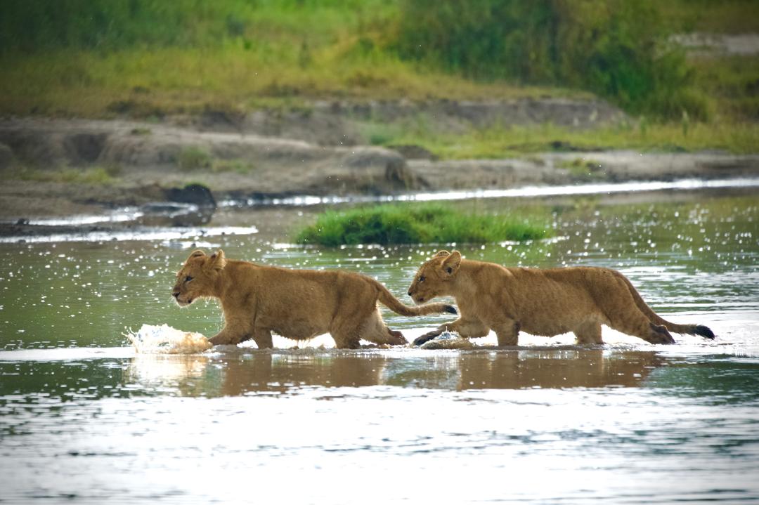 Masai Mara Tour Packages