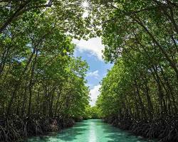 Baratang Island Tour Packages