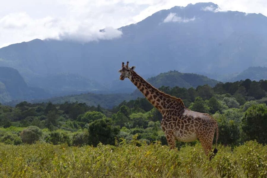 Game Drives Tour Packages