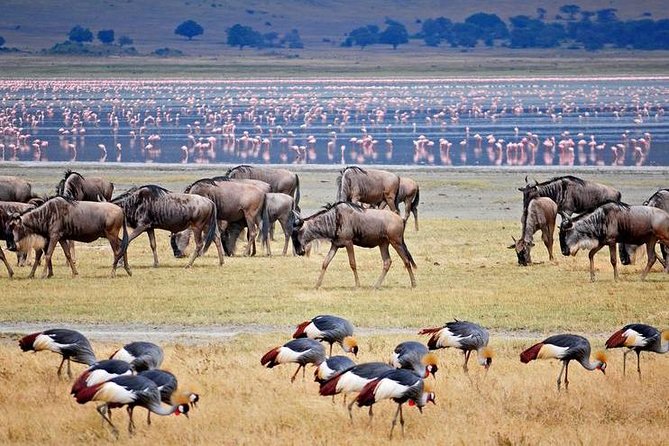 Manyara Tour Packages
