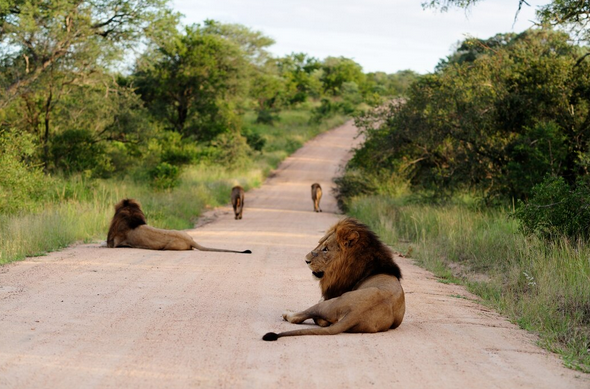 Game Drives Tour Packages
