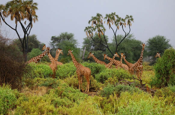Wildlife Tour Packages