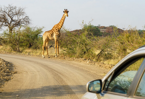 Safari Tours
