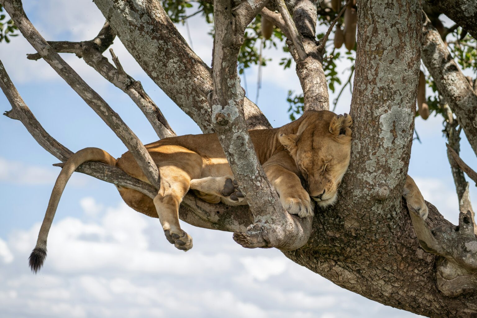 Game Drives Tour Packages