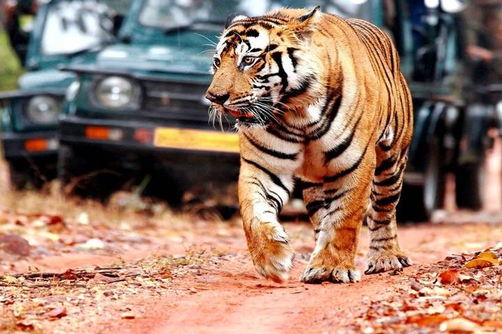 Wildlife Tour Packages