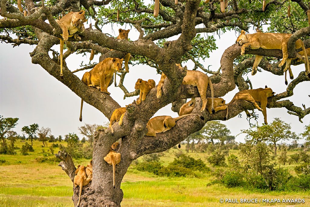 Wildlife Tour Packages