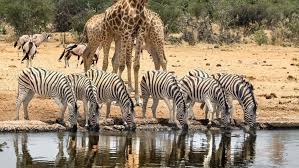 Game Drives Tour Packages
