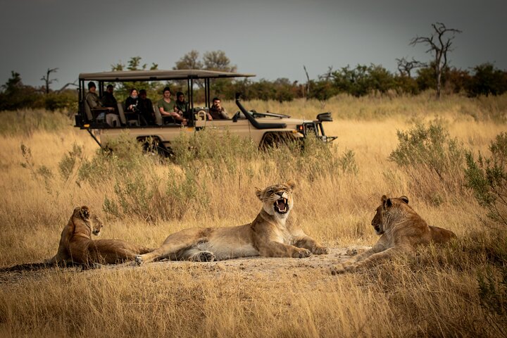 Wildlife Tour Packages