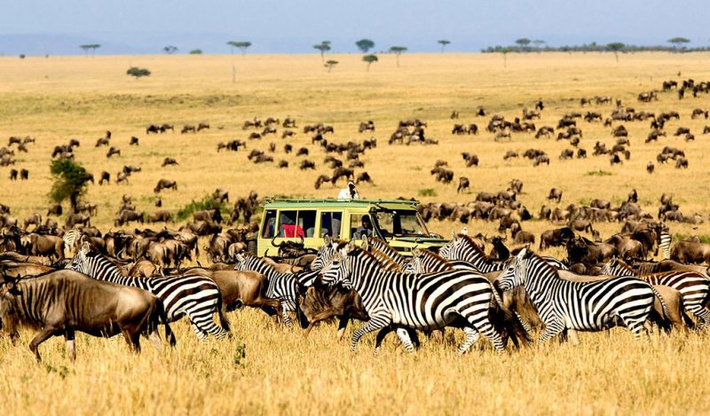 Game Drives Tour Packages