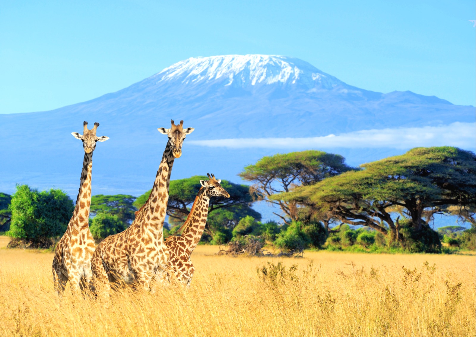 Safari Tours