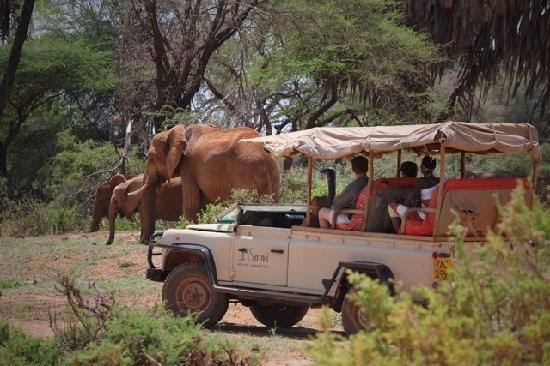 Game Drives Tour Packages