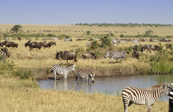 Wildlife Tour Packages
