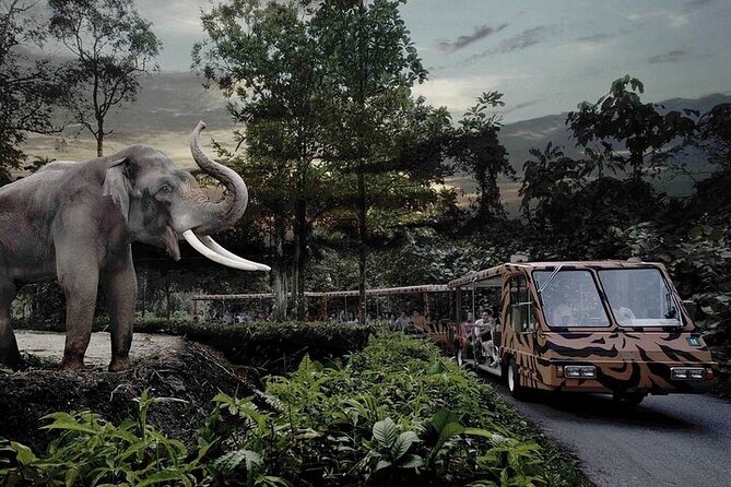 Jungle Safari Tour Packages