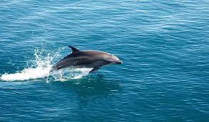 Sightseeing Tour Packages