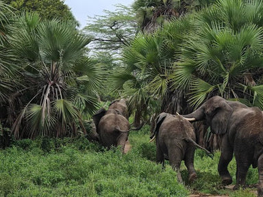 Game Drives Tour Packages