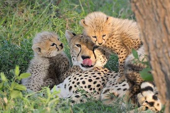 Game Drives Tour Packages