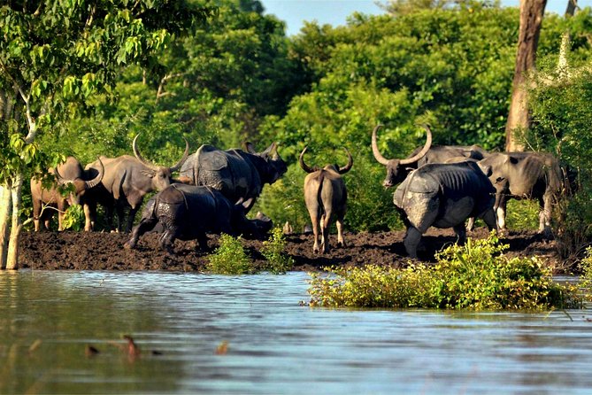Wildlife Tour Packages