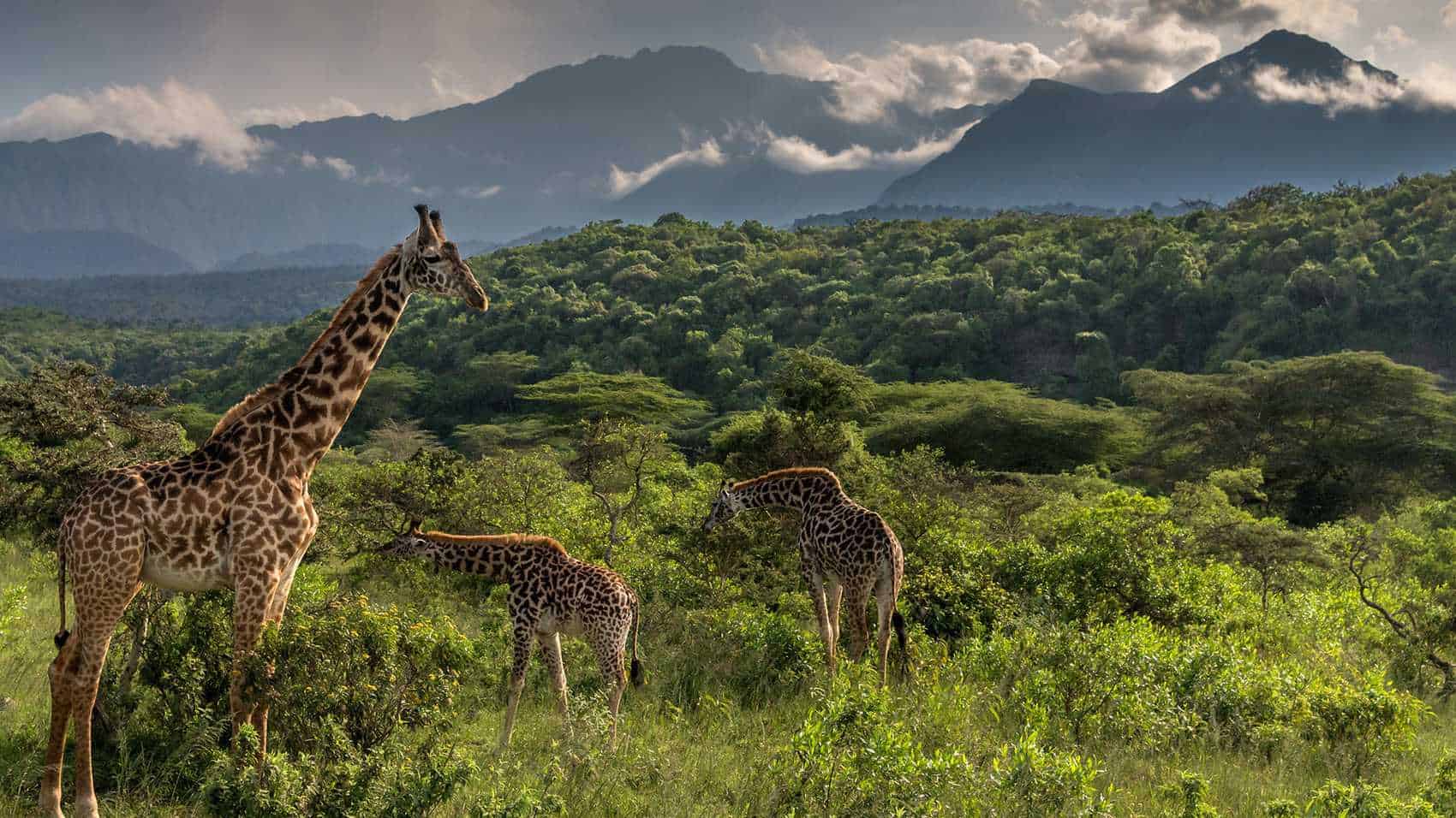Game Drives Tour Packages