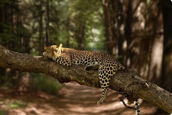 Jungle Safari Tour Packages
